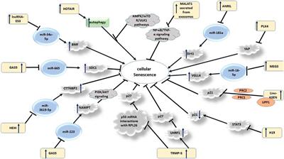 Emerging Role of Non-Coding RNAs in Senescence